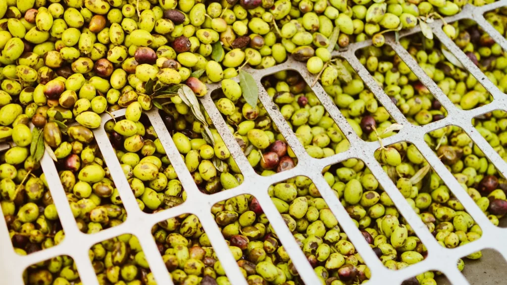 Aceitunas destinadas a producción de aceite bajo nuevas reglas de trazabilidad