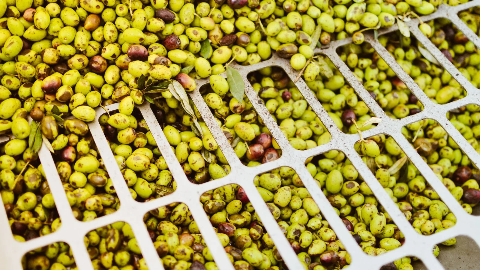El sector del aceite de oliva tendrá que confirmar en el sistema la recepción de los movimientos a granel