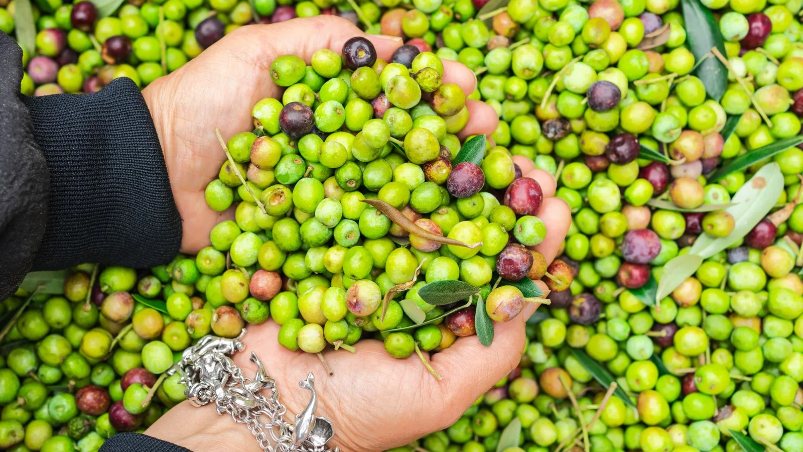 Cooperativas Agro-alimentarias de España recibirá 1,17 millones para modernización, formación y relevo generacional